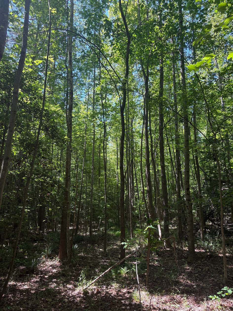 25 Acres of Land for Sale in Skipwith, Virginia