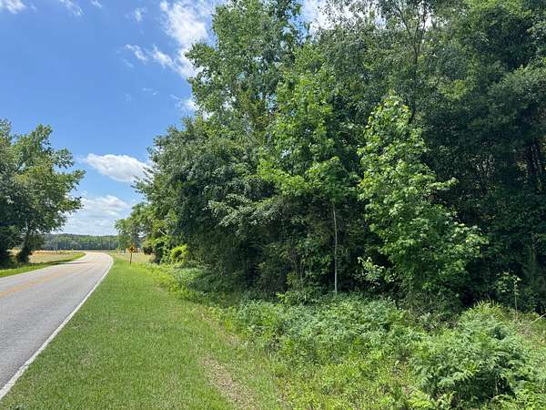 95.5 Acres of Land for Sale in Clio, South Carolina