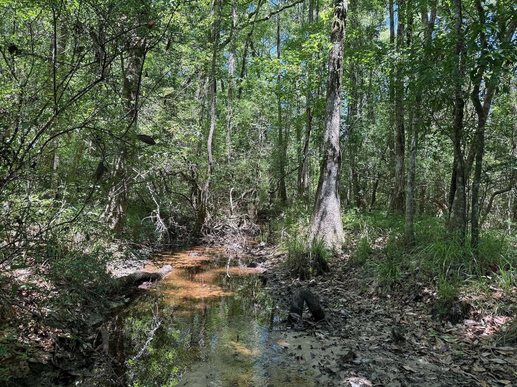 36 Acres of Land for Sale in Vernon, Florida