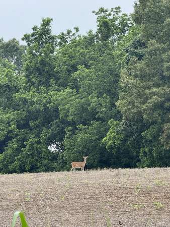 37.8 Acres of Agricultural Land for Sale in Atwood, Tennessee