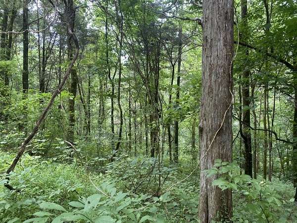 0.5 Acres of Residential Land for Sale in Granville, Tennessee
