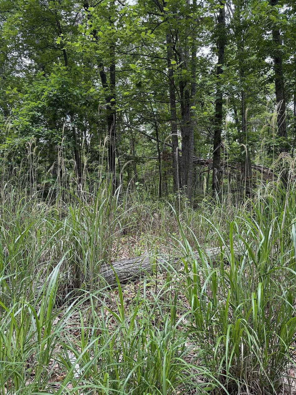0.52 Acres of Residential Land for Sale in Crimora, Virginia