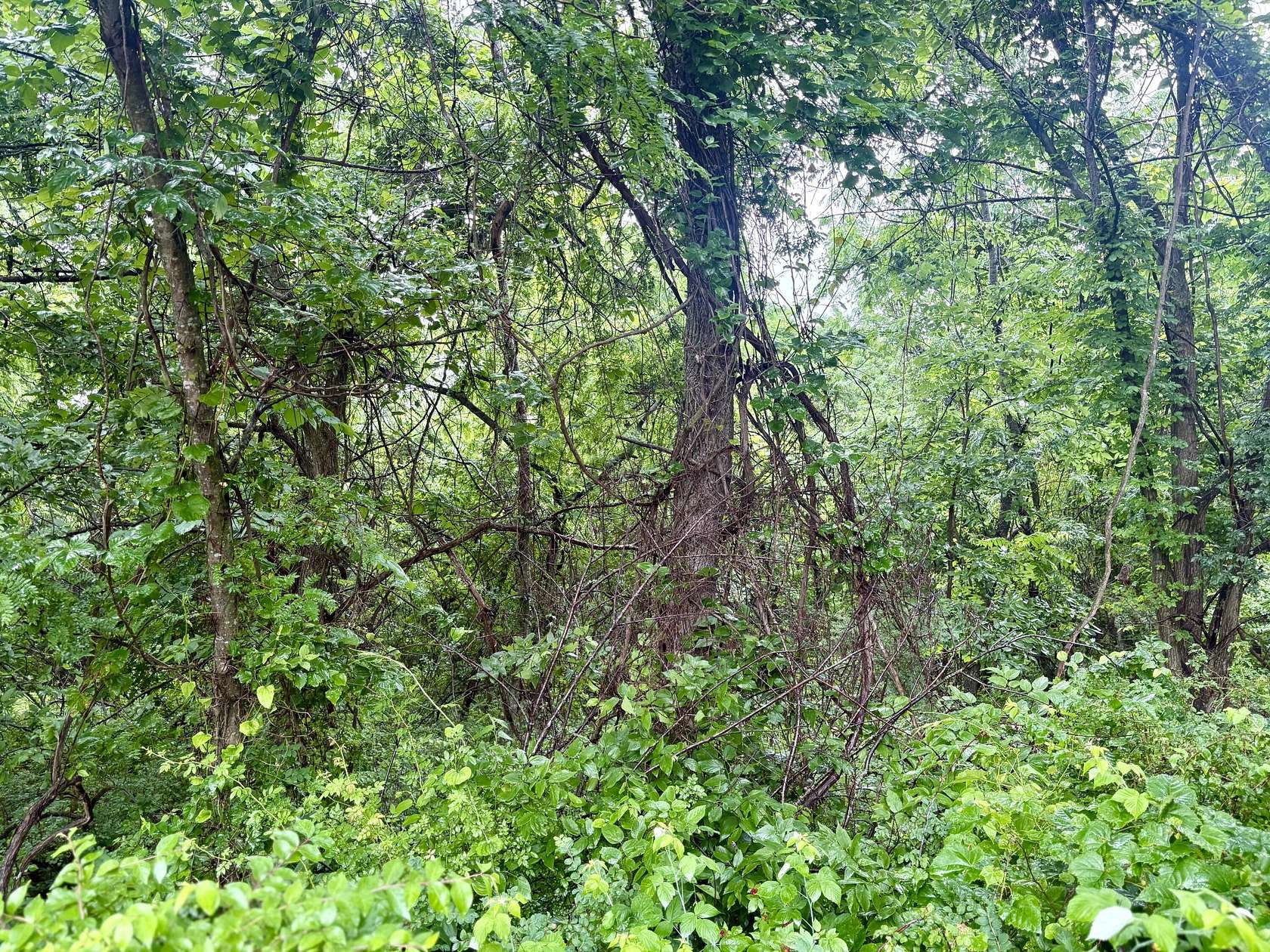 1.7 Acres of Residential Land for Sale in Greenfield, Missouri