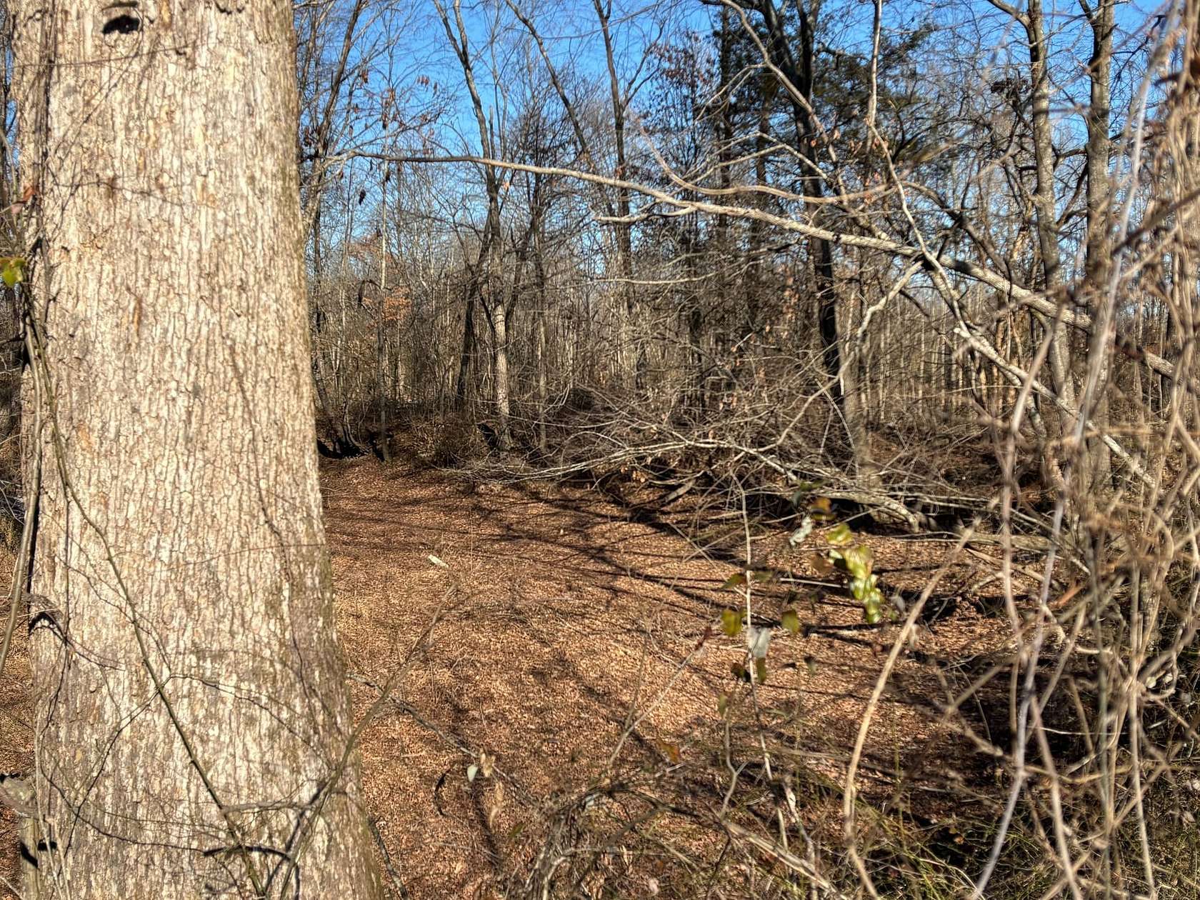 100 Acres of Recreational Land for Sale in Albion, Arkansas