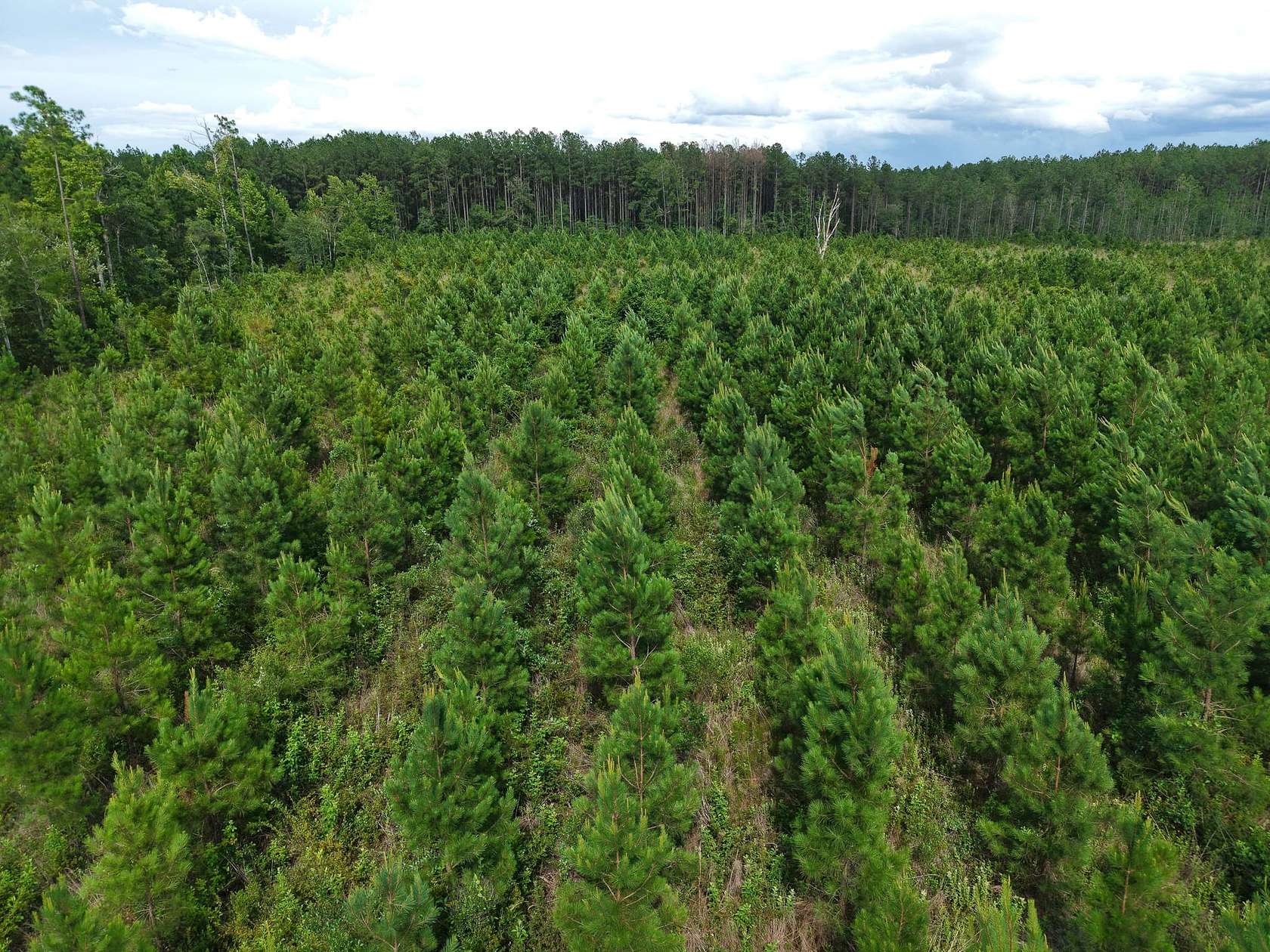 30.7 Acres of Recreational Land for Sale in White Oak, Georgia