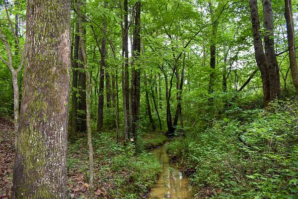 371 Acres of Recreational & Residential Land for Sale in Fairmount, Georgia