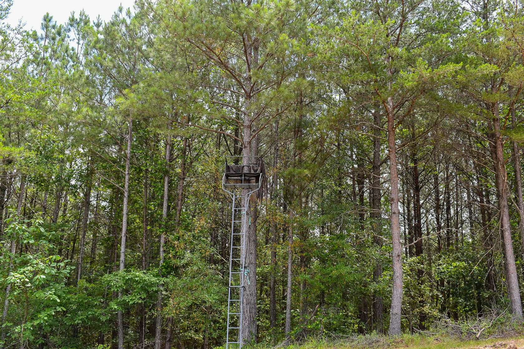 58 Acres of Recreational Land for Sale in Fairmount, Georgia