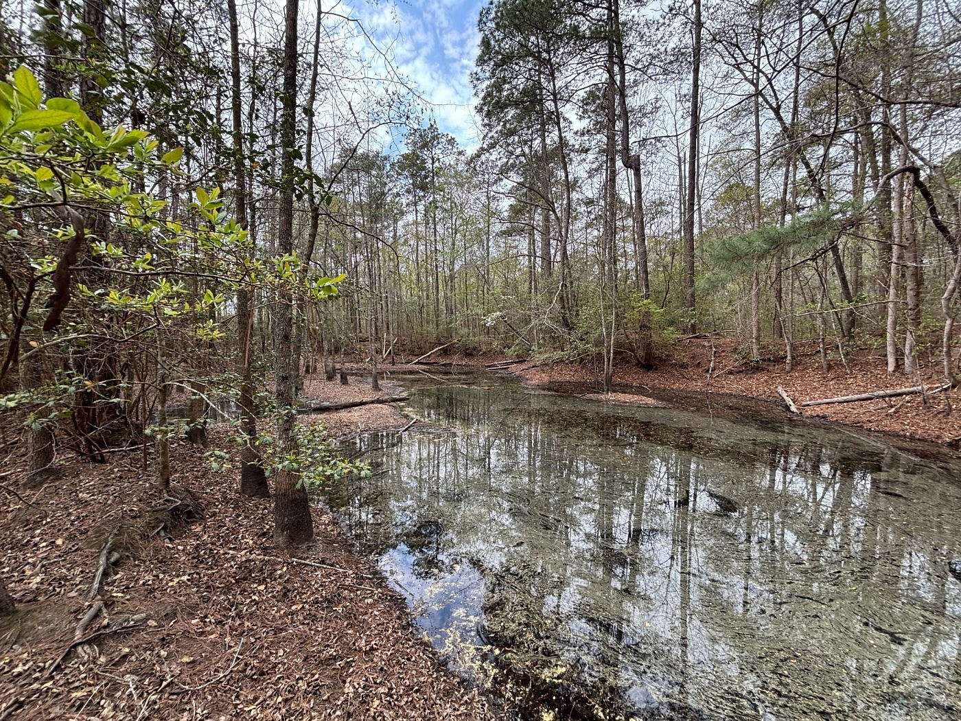 24.5 Acres of Recreational Land for Sale in McColl, South Carolina
