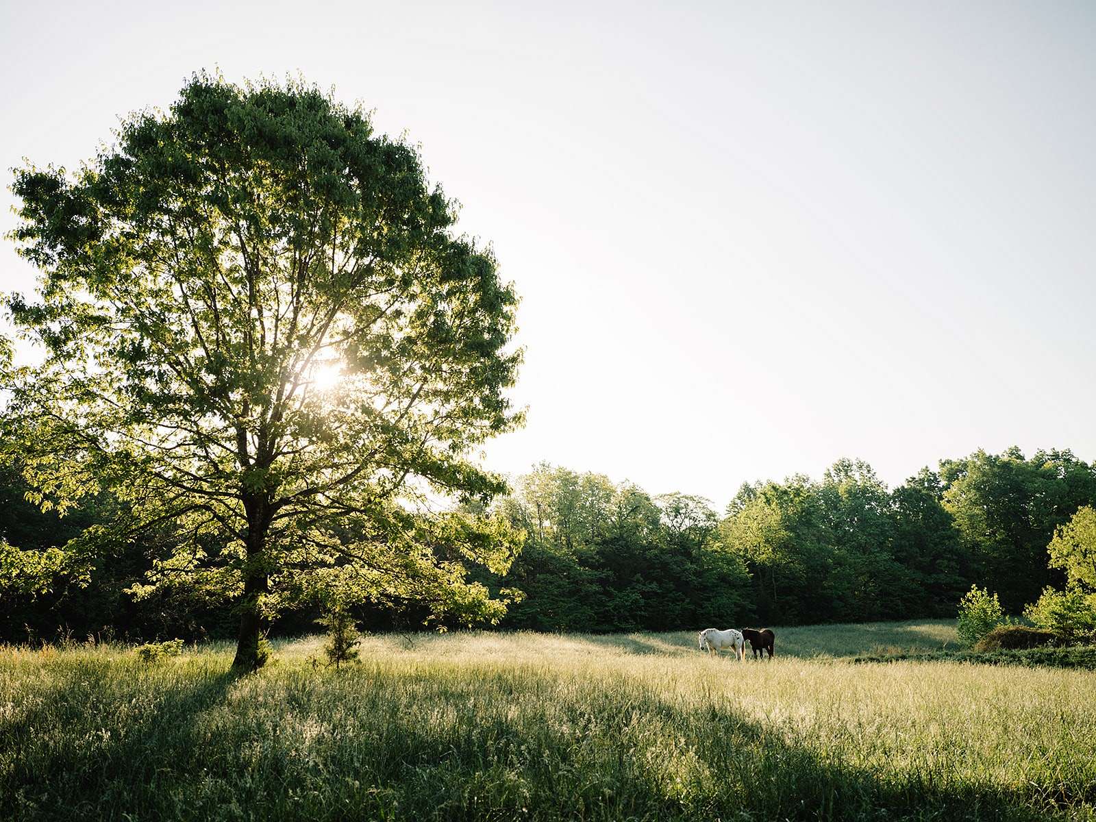 85 Acres of Land with Home for Sale in Columbia, Tennessee