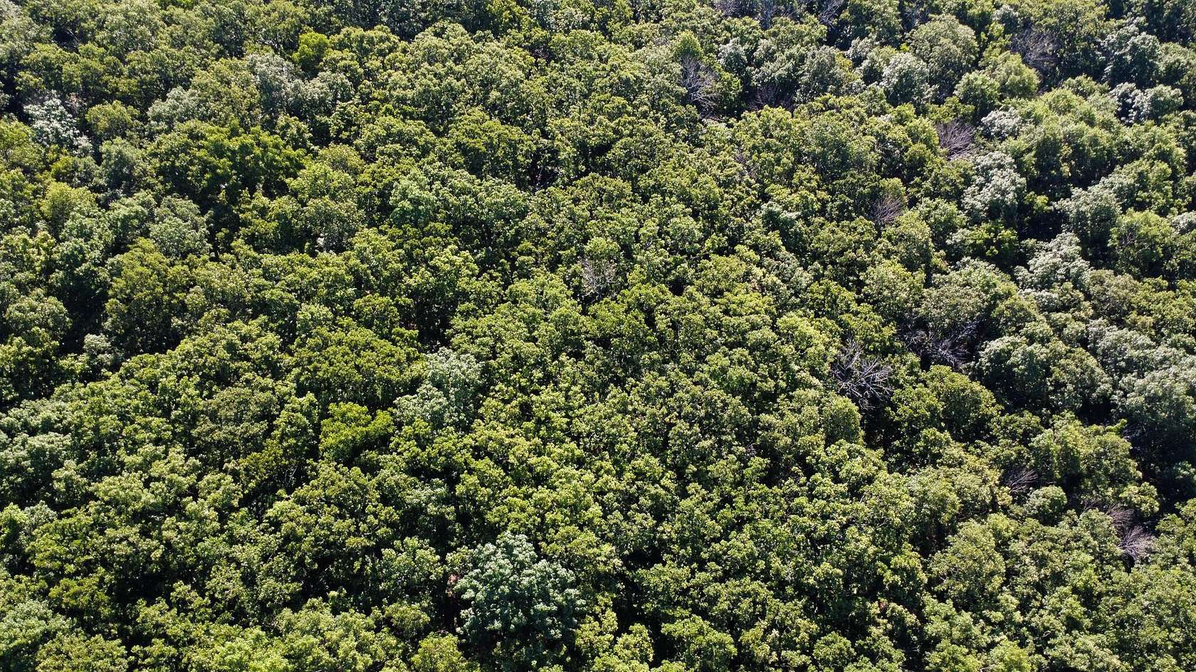 40 Acres of Recreational Land for Sale in Humansville, Missouri