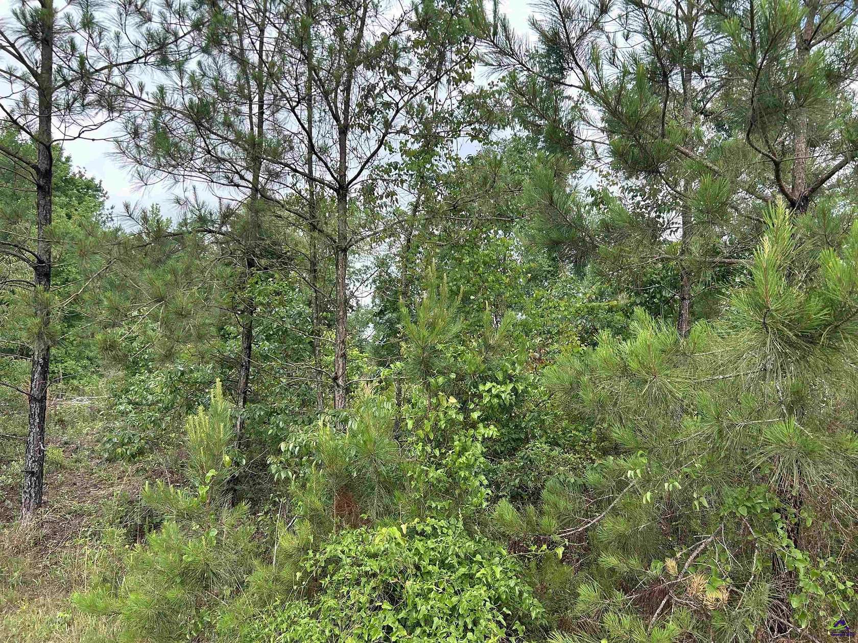 43.5 Acres of Recreational & Residential Land for Sale in Oglethorpe, Georgia