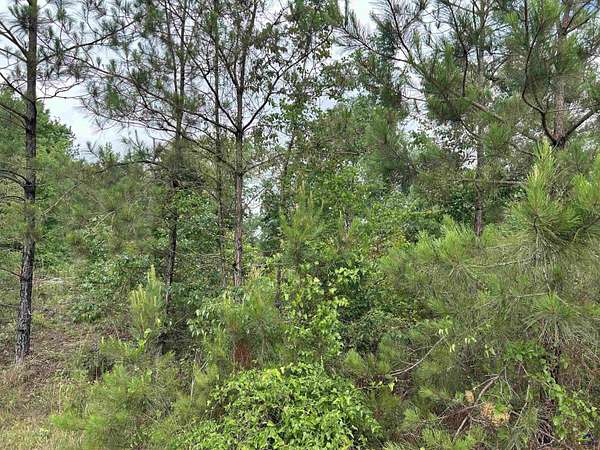 43.5 Acres of Recreational & Residential Land for Sale in Oglethorpe, Georgia