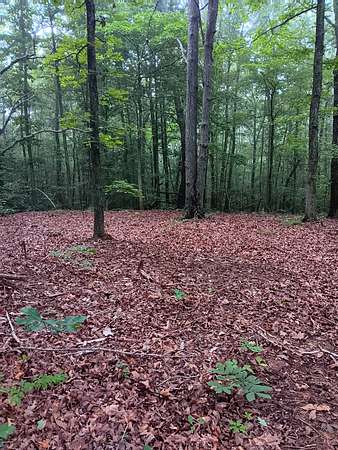 2.4 Acres of Residential Land for Sale in Cedar Grove, Tennessee