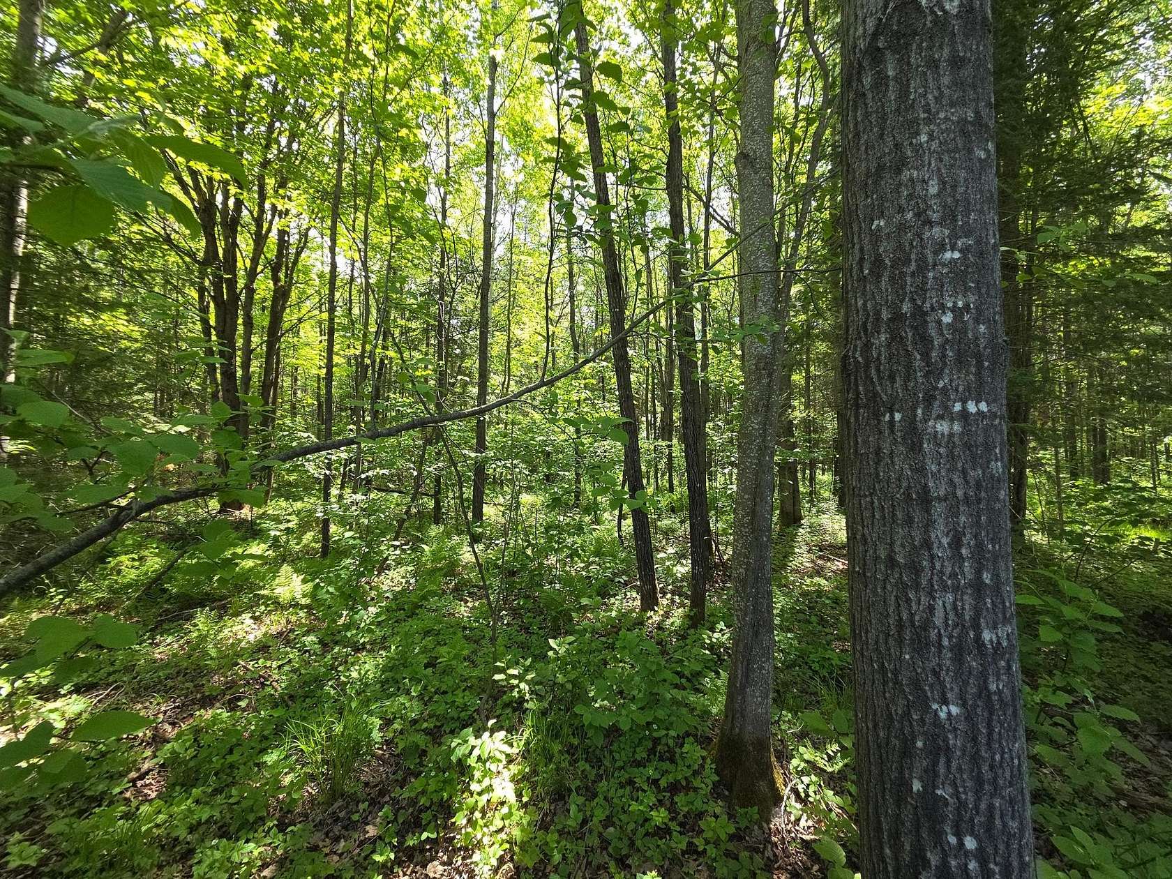 1.37 Acres of Residential Land for Sale in Phillips, Wisconsin