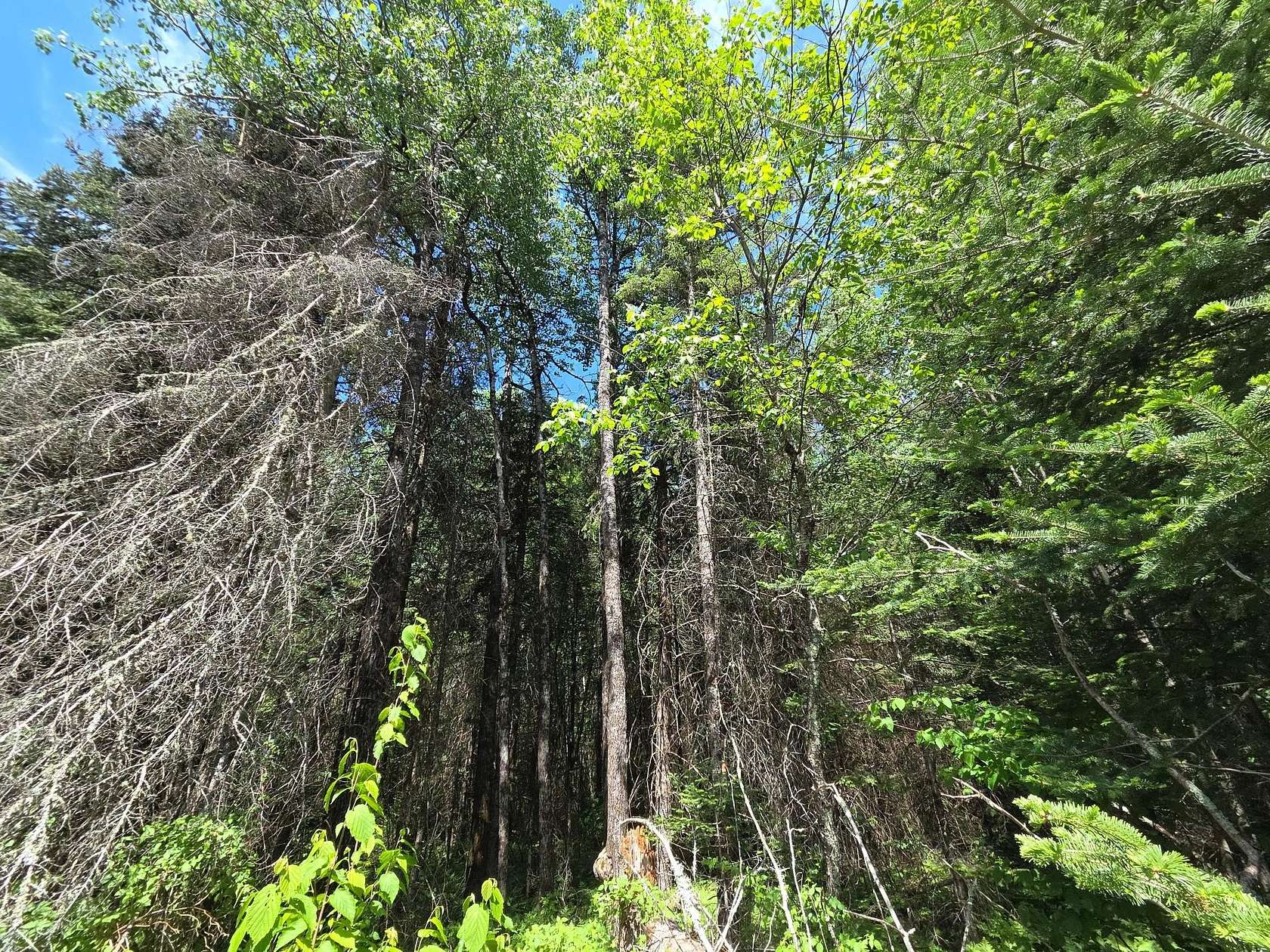 5.7 Acres of Residential Land for Sale in Phillips, Wisconsin