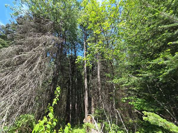 5.7 Acres of Residential Land for Sale in Phillips, Wisconsin
