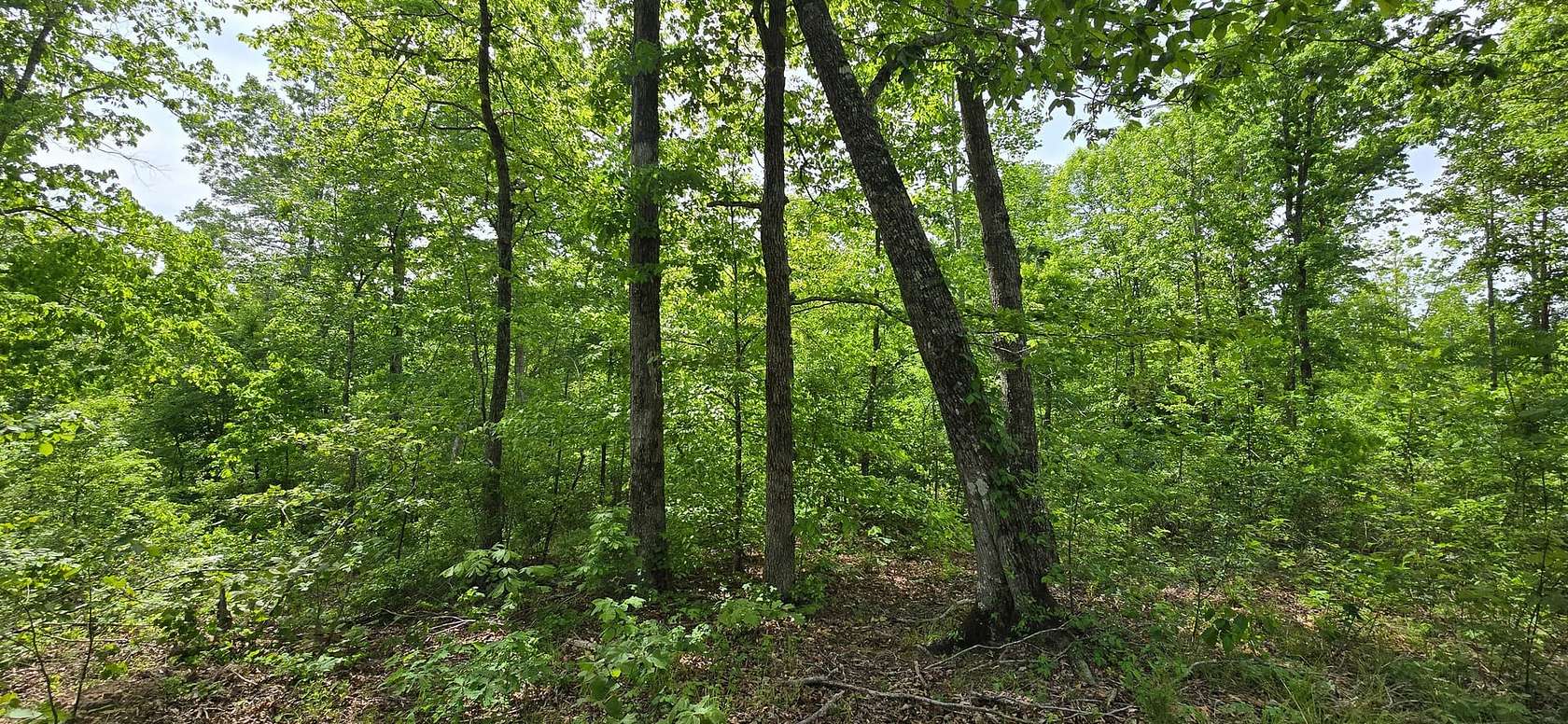 76 Acres of Land for Sale in Henderson, Tennessee