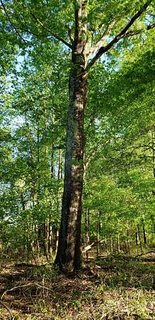 37 Acres of Land for Sale in Henderson, Tennessee