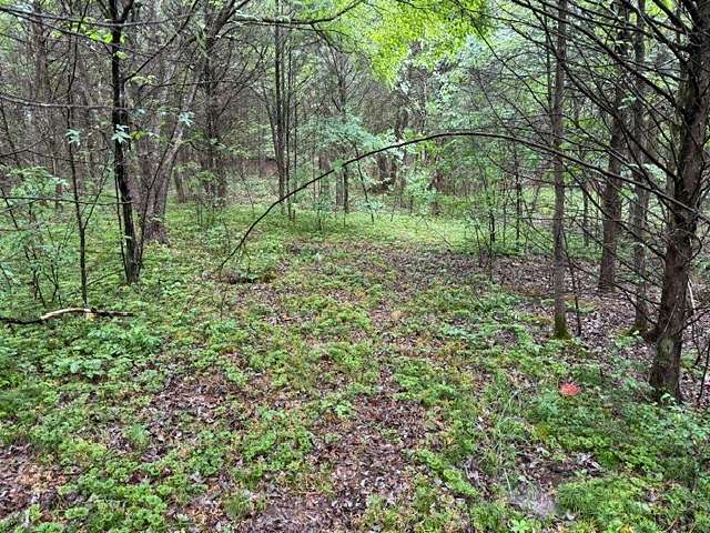 5 Acres of Land for Auction in Morrison, Tennessee