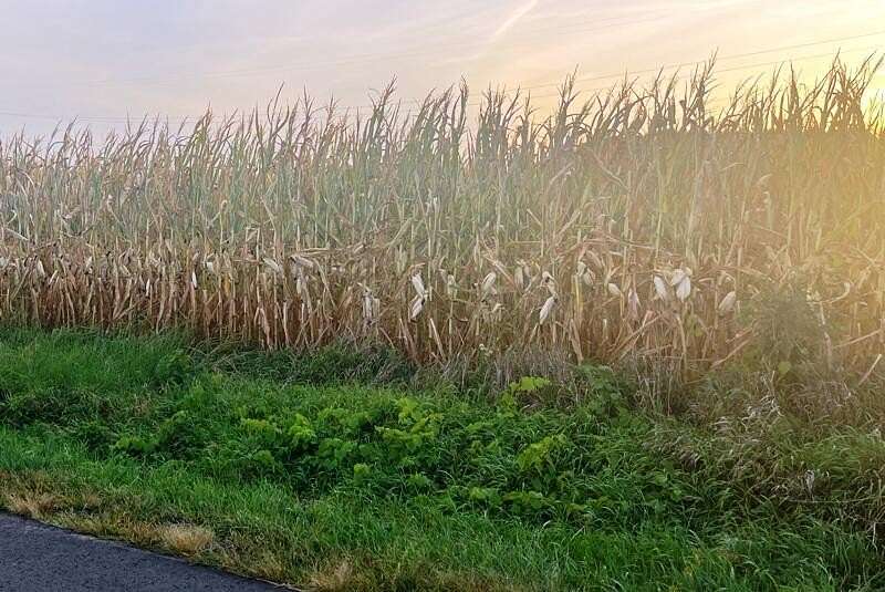 542 Acres of Agricultural Land for Sale in La Porte, Indiana