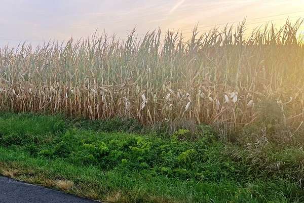 542 Acres of Agricultural Land for Sale in La Porte, Indiana