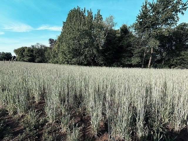 34.8 Acres of Land for Sale in Elk Mound, Wisconsin