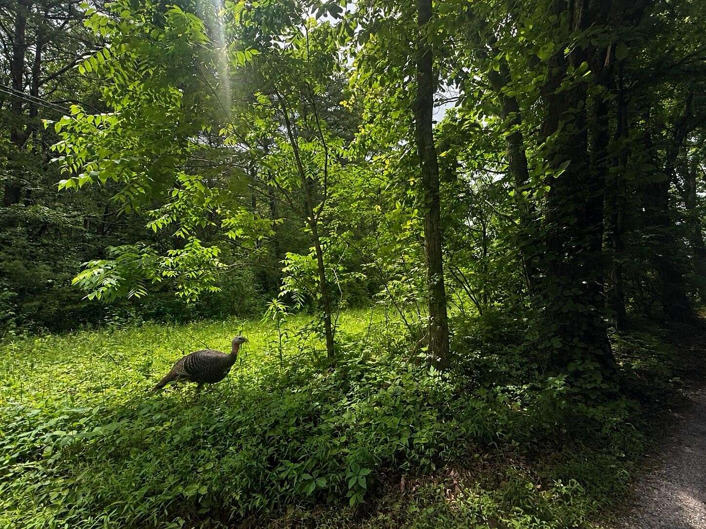 17 Acres of Recreational & Residential Land for Sale in Graysville, Tennessee