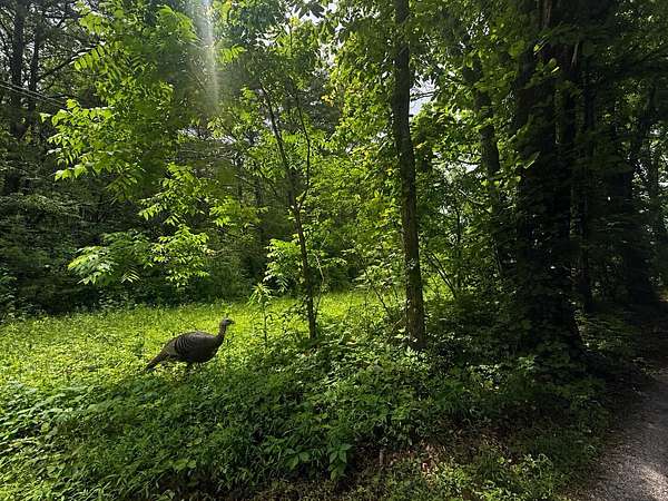 17 Acres of Recreational & Residential Land for Sale in Graysville, Tennessee