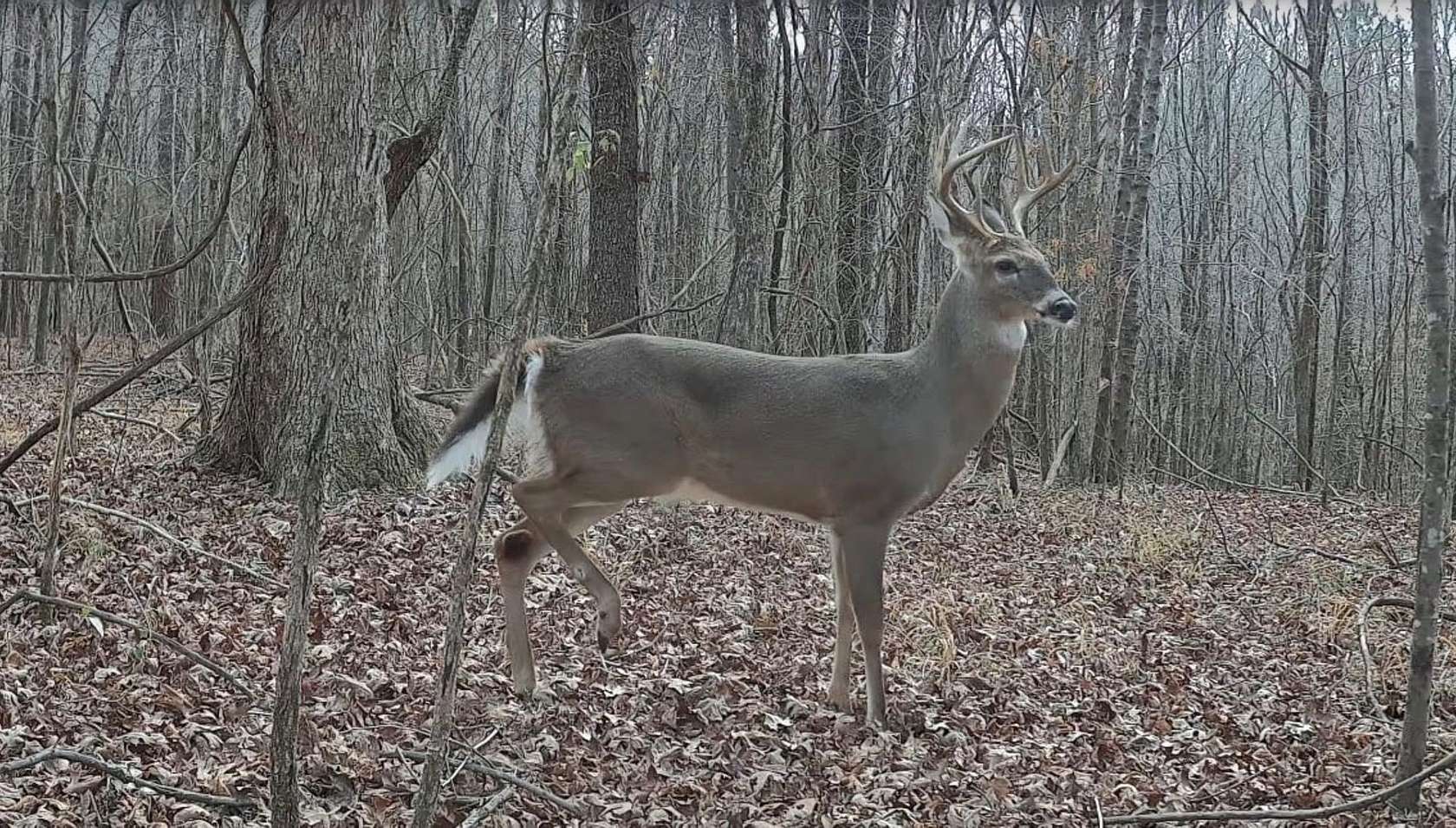 97 Acres of Recreational Land for Sale in Fayette, Alabama