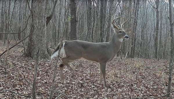 97 Acres of Recreational Land for Sale in Fayette, Alabama