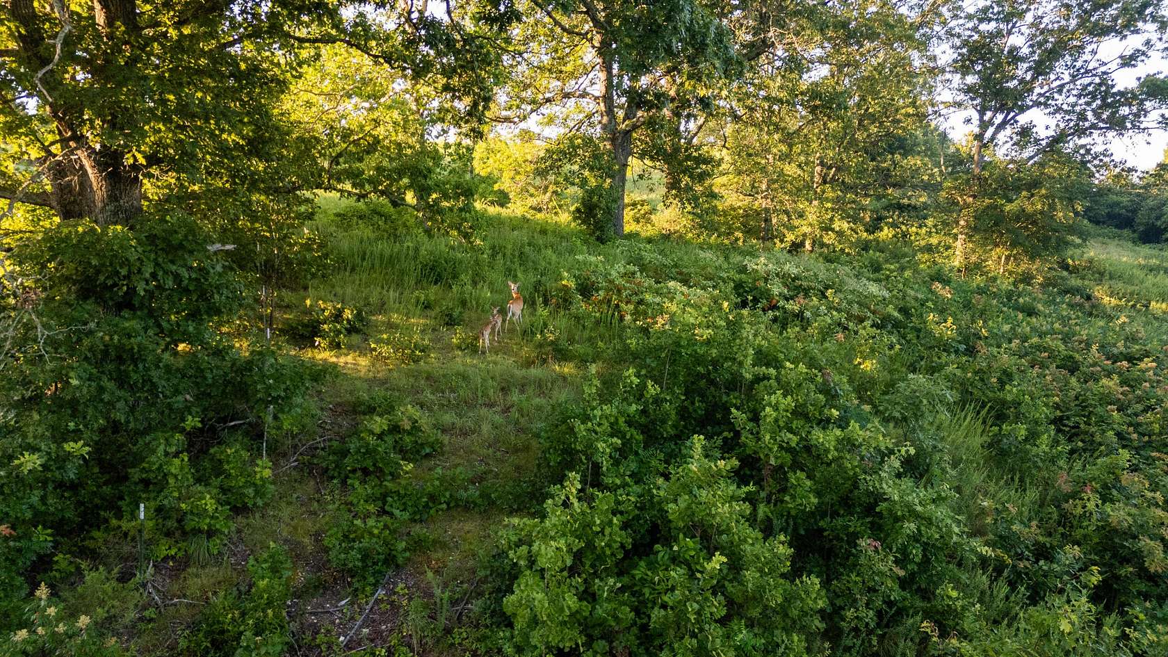 4.8 Acres of Land for Sale in Spokane, Missouri