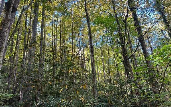 10 Acres of Land for Sale in Hayesville, North Carolina