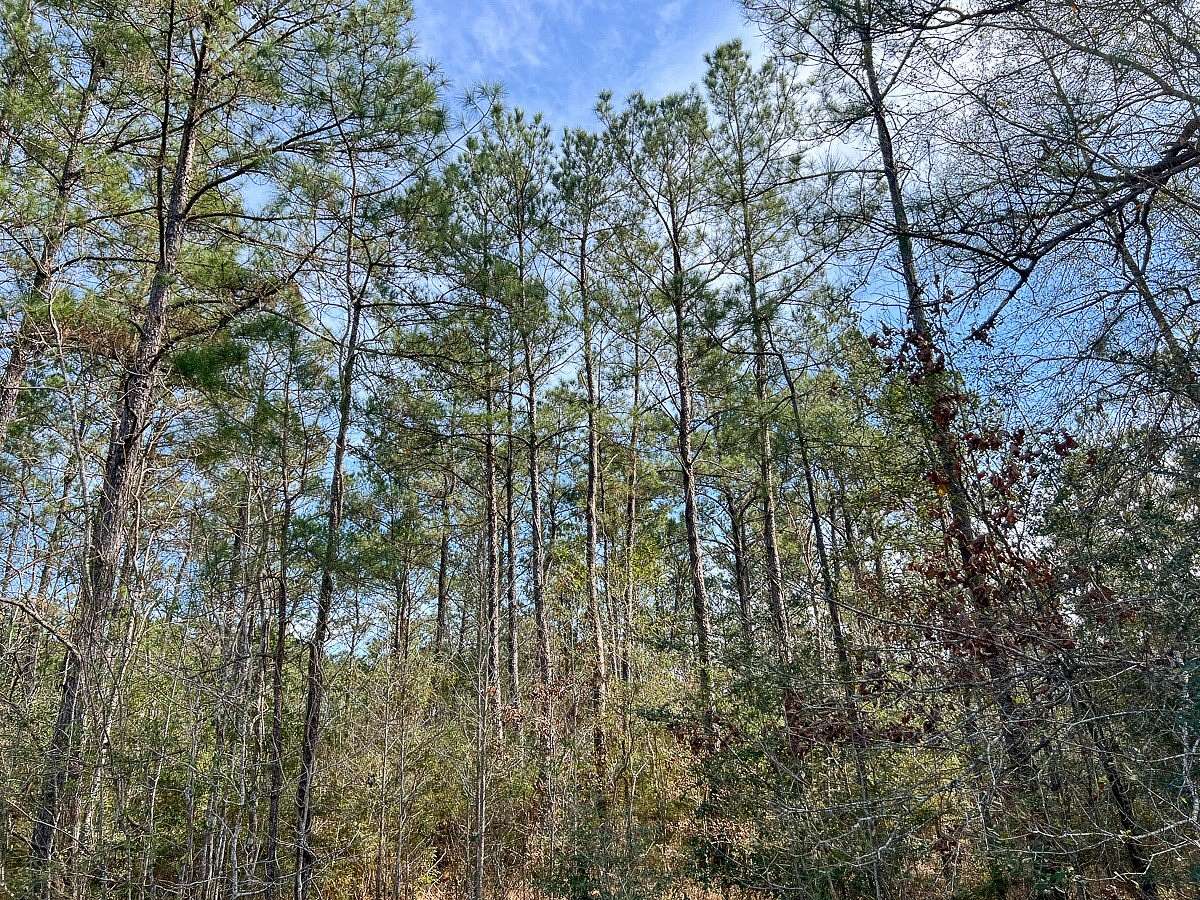 23 Acres of Land for Sale in Mauriceville, Texas