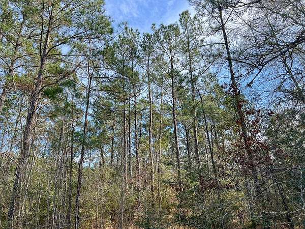 23 Acres of Land for Sale in Mauriceville, Texas