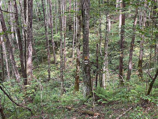 1.5 Acres of Land for Sale in Topton, North Carolina