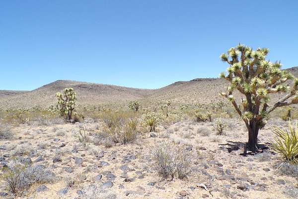 10 Acres of Land for Sale in Dolan Springs, Arizona