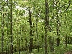 0.7 Acres of Residential Land for Sale in Waleska, Georgia