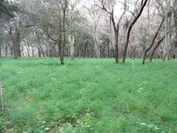 20 Acres of Land for Sale in Pierson, Florida