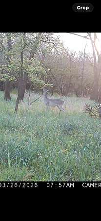 10 Acres of Recreational & Residential Land for Sale in Marquez, Texas