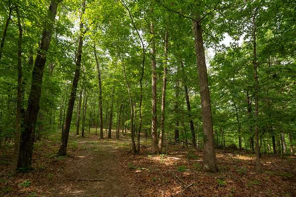40 Acres of Recreational Land for Sale in Piedmont, Missouri