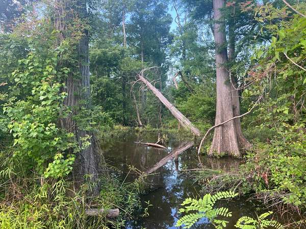 75 Acres of Recreational Land for Sale in Merryville, Louisiana