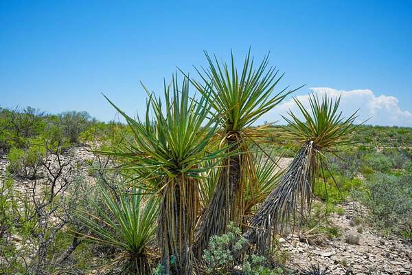 352 Acres of Recreational Land for Sale in Dryden, Texas