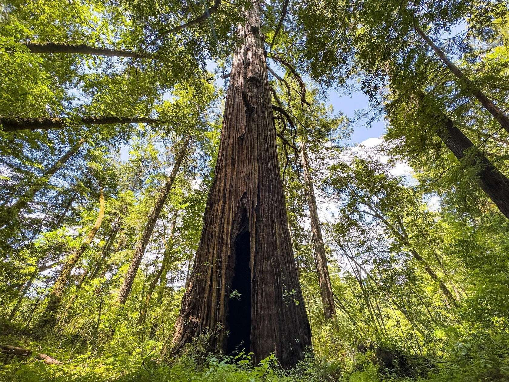 82.4 Acres of Land with Home for Sale in Garberville, California