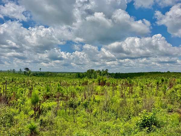 36 Acres of Recreational & Residential Land for Sale in Evergreen, Alabama