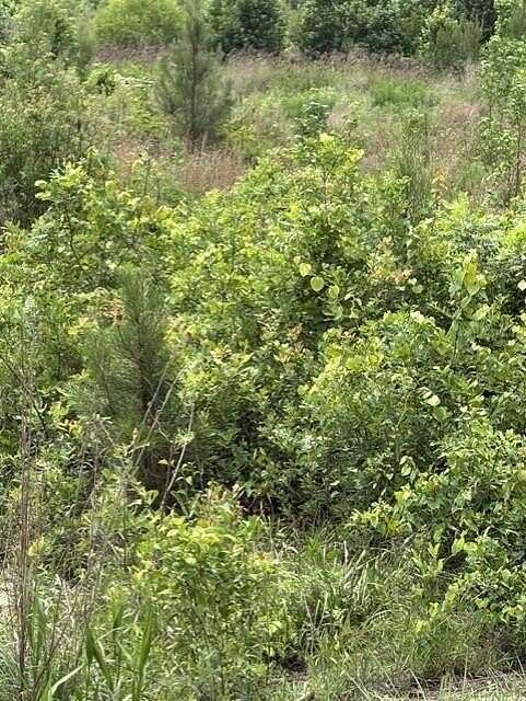 14 Acres of Recreational Land for Sale in Elko, South Carolina