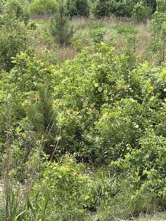 14 Acres of Recreational Land for Sale in Elko, South Carolina
