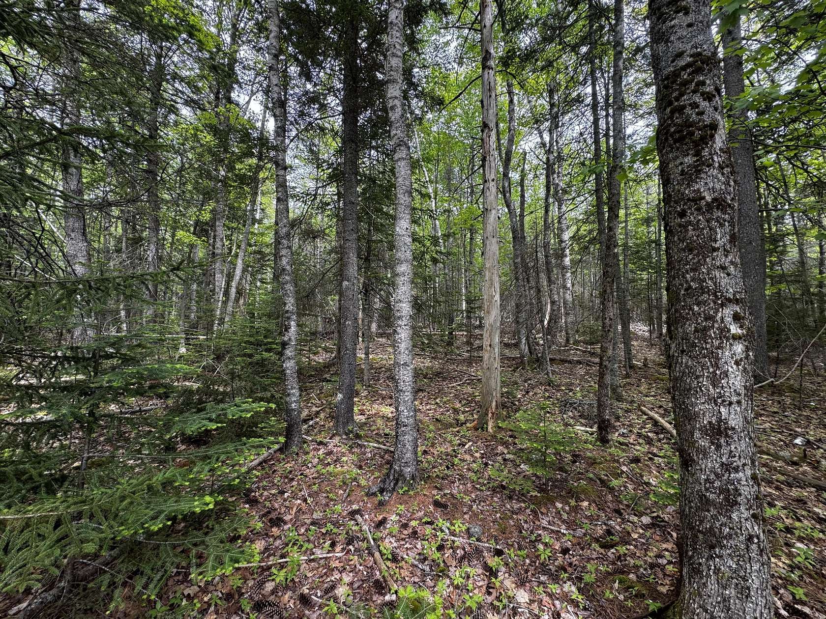10.7 Acres of Land for Sale in Bar Harbor, Maine