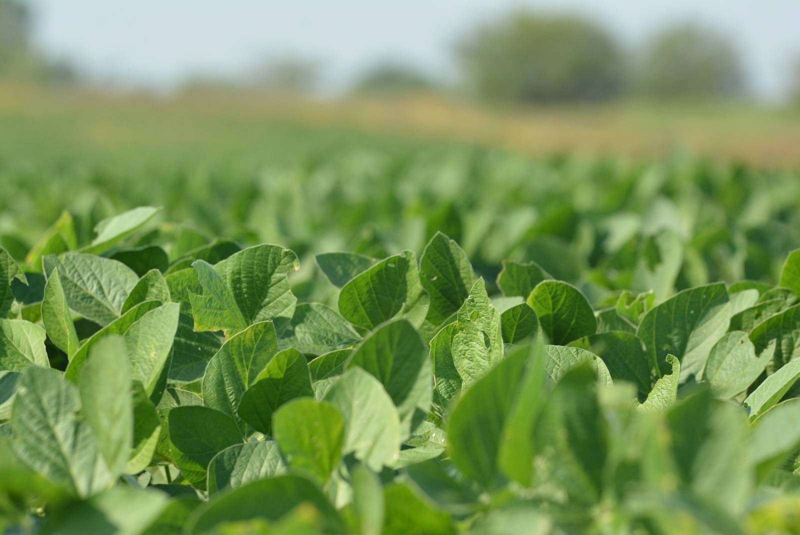 80 Acres of Land for Sale in Overbrook, Kansas