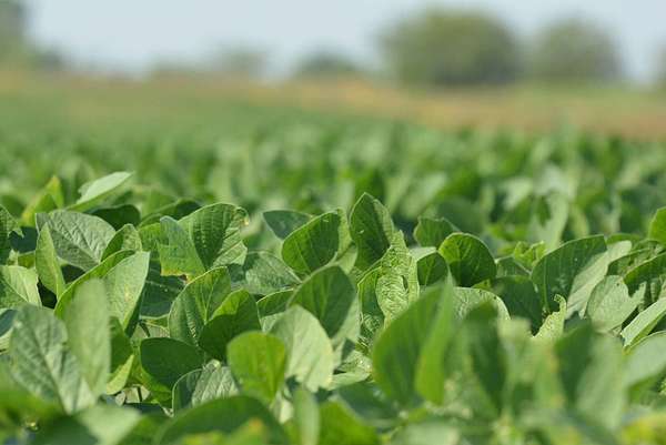 80 Acres of Land for Sale in Overbrook, Kansas