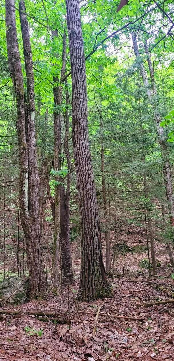 6 Acres of Residential Land for Sale in Greene, Maine